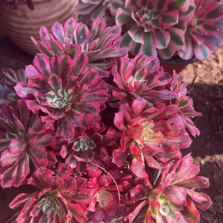 18冠服以上红彤白