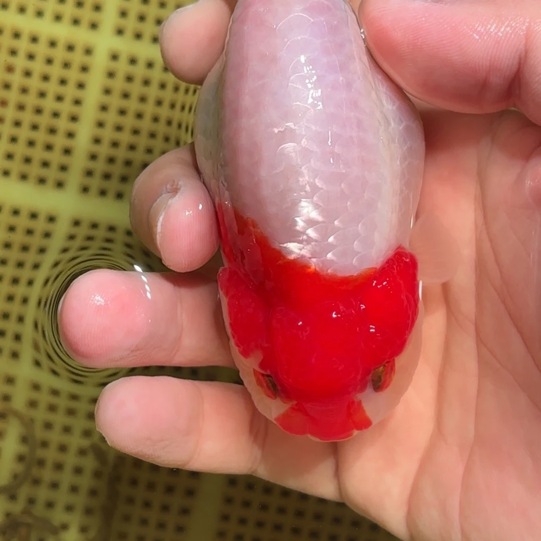 为***留金鱼拍包装包邮，没拍包装运费到付