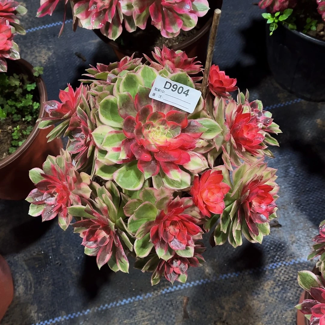 完全开放多肉植物904黑魔锦