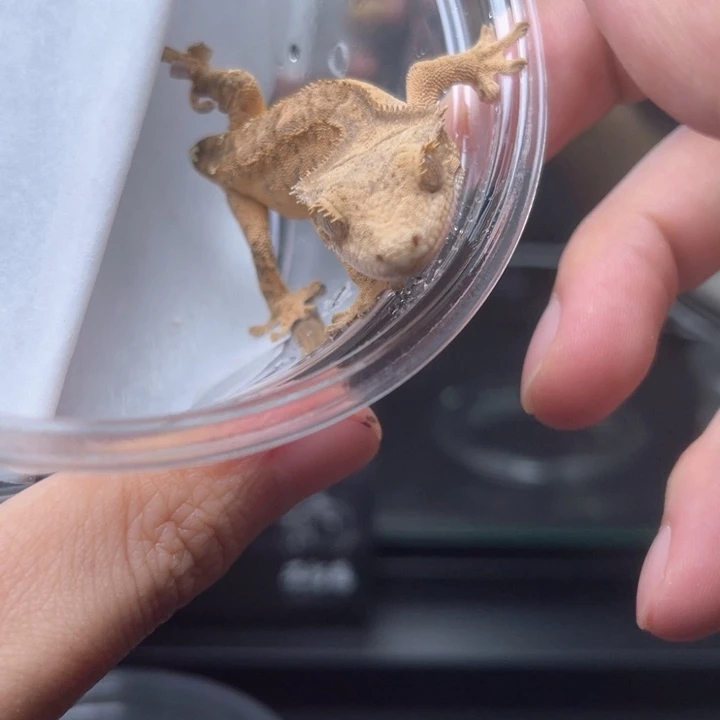 睫角守宫s42虎纹睫角