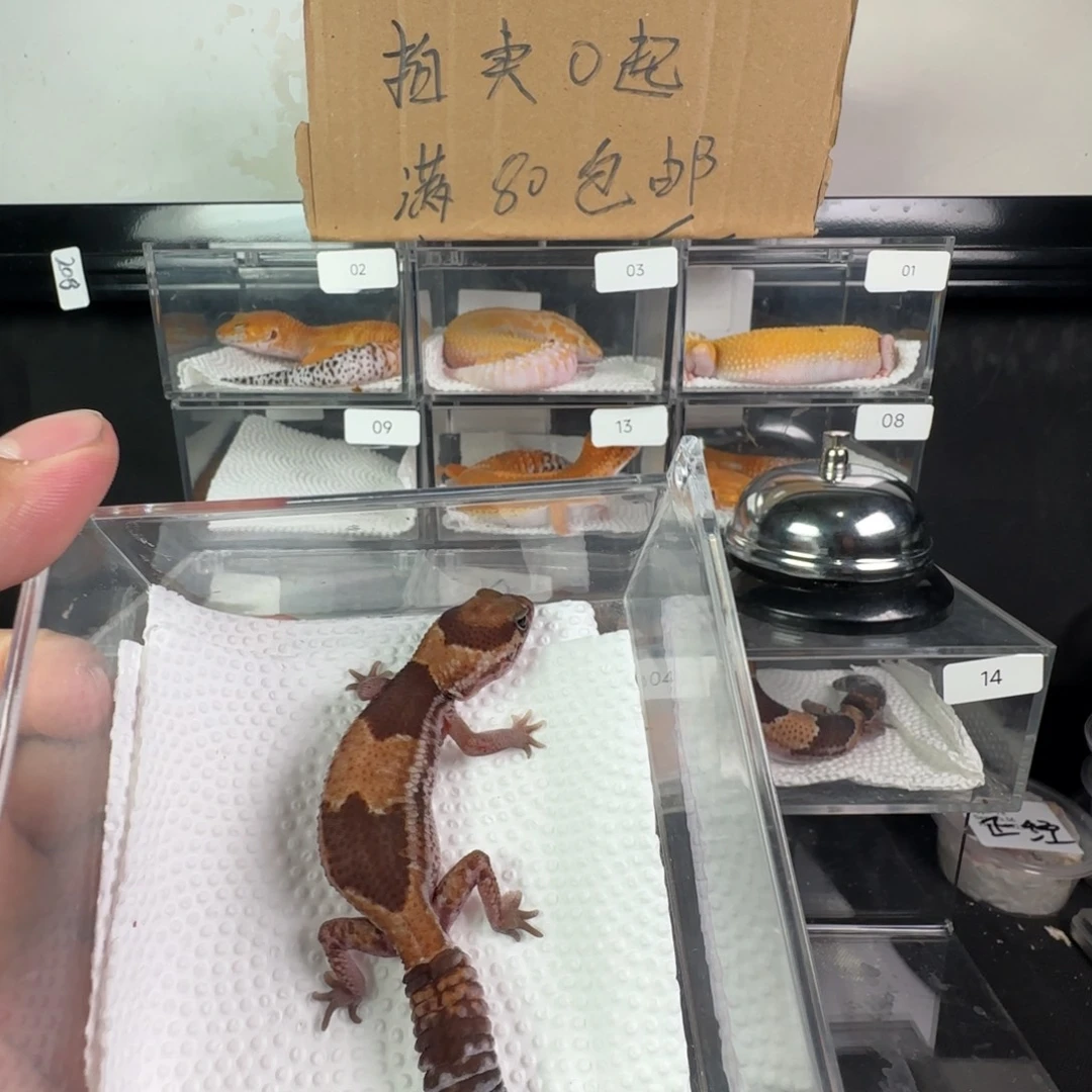 豹纹守宫原色瘾橘白无纹妹妹