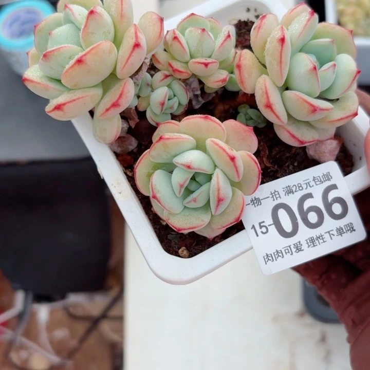 白底香草无盆土发货多肉多肉