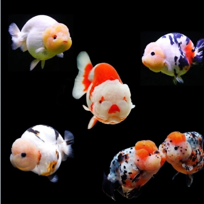 兰寿金鱼好养耐活精品观赏鱼练手闯缸冷水鱼热带淡水苗小活体直播