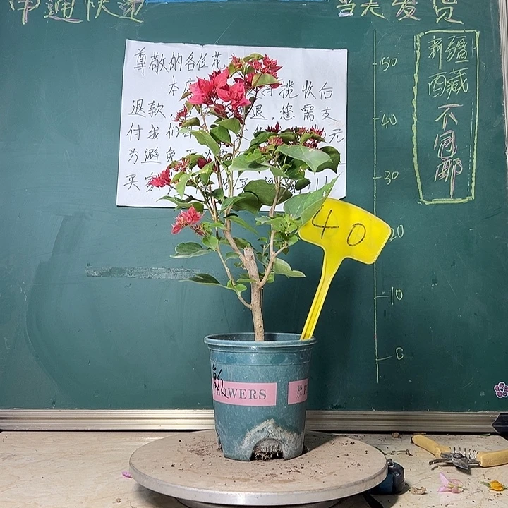 当前无花栽培后可以开花 重瓣红  40
