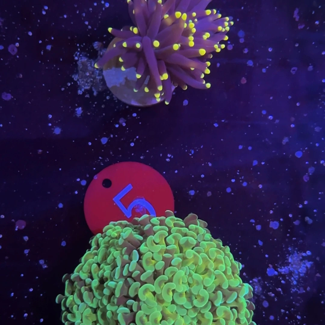 万鱼来朝海水观赏