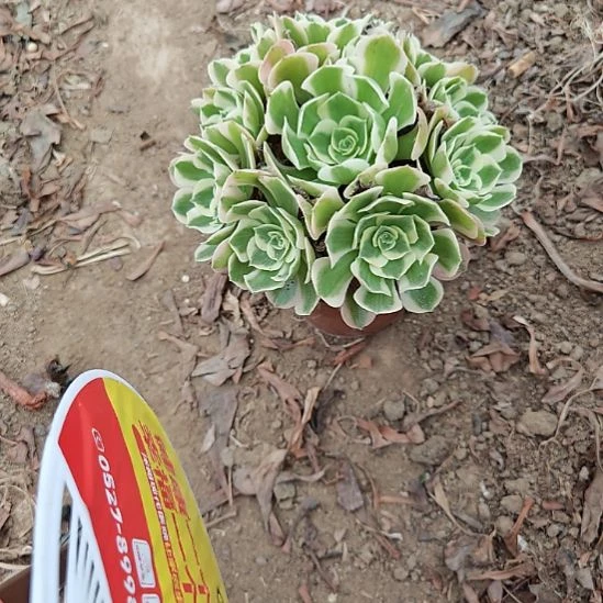 七彩石加急发货19