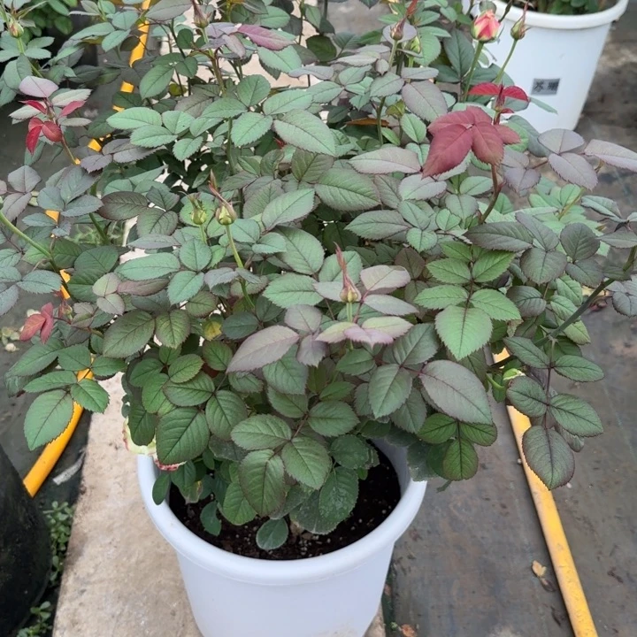 完全开放月季花一物一图