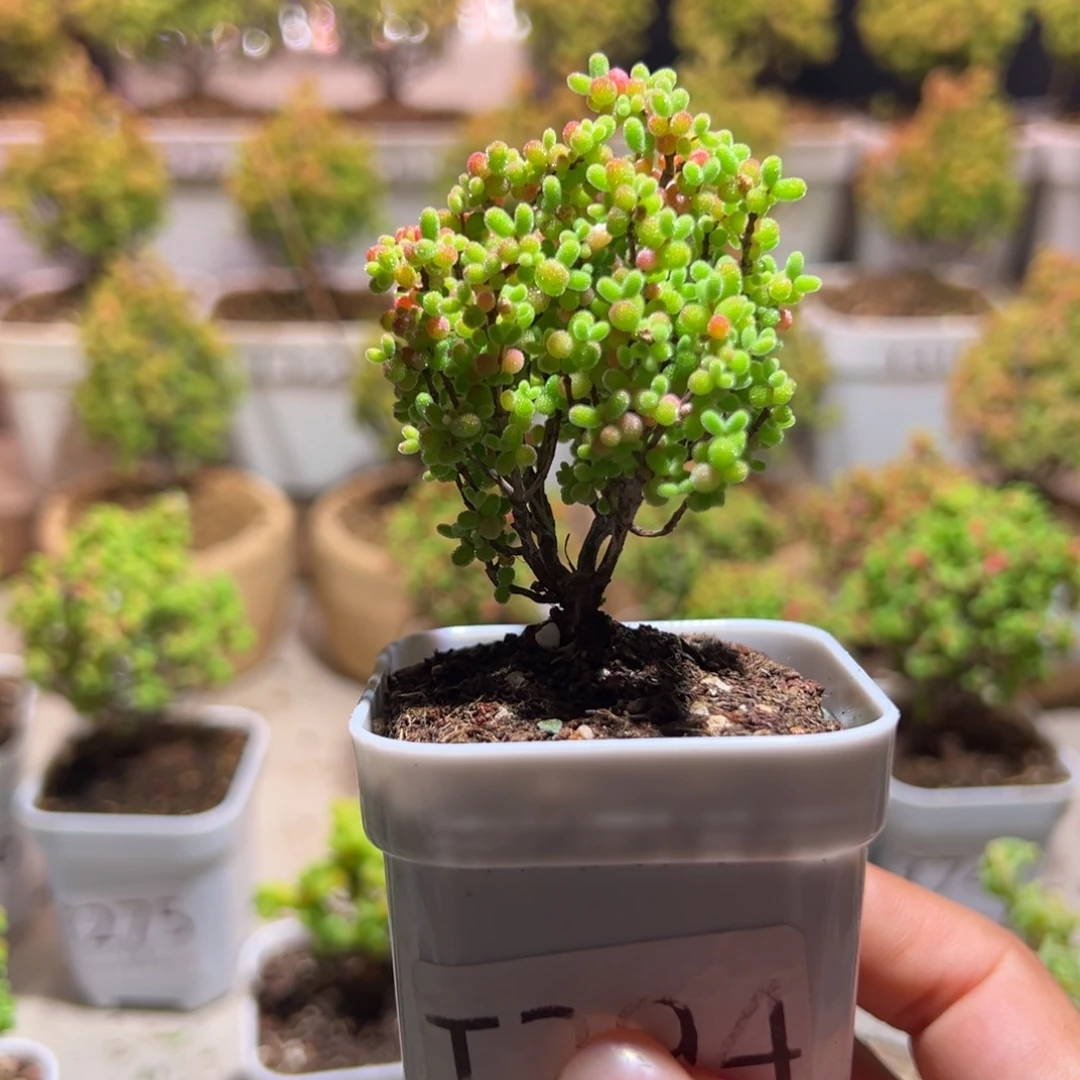 294蜜橘带盆土发货一物一拍