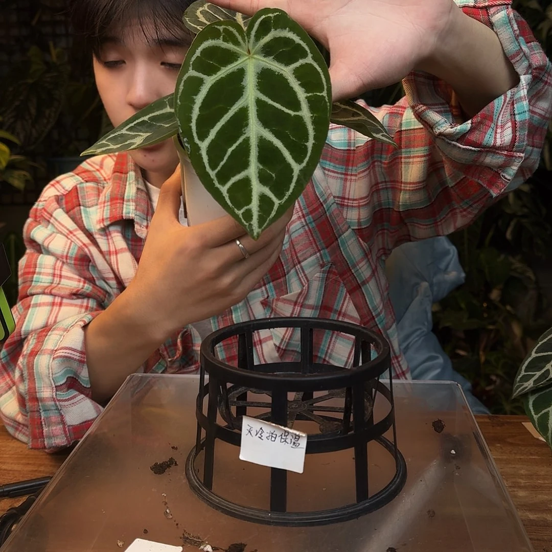 完全开放L79skg撕裂纹杂银刷子