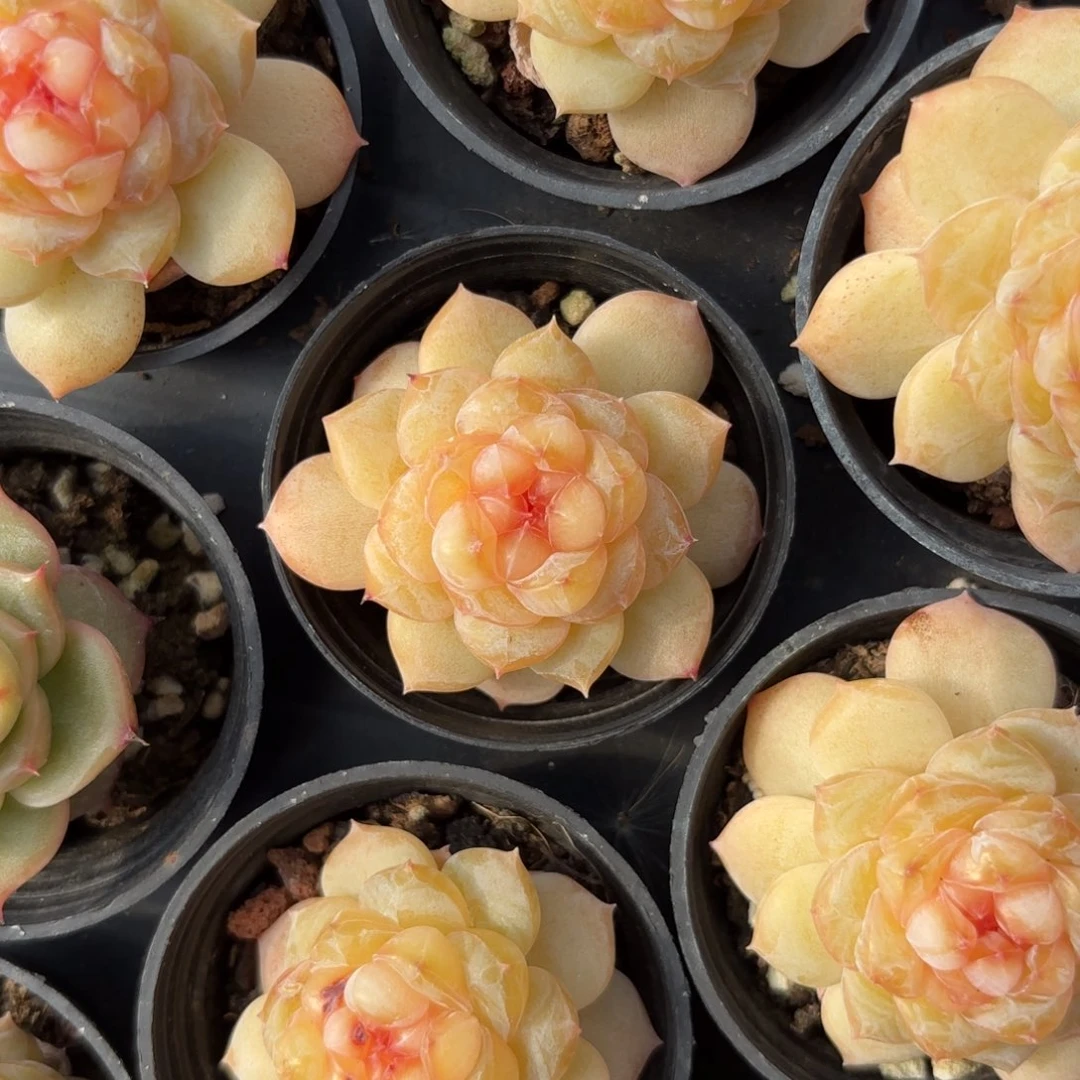 黄色糖心一物一拍