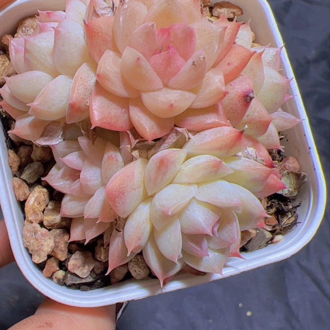 象*新品，多肉植物，