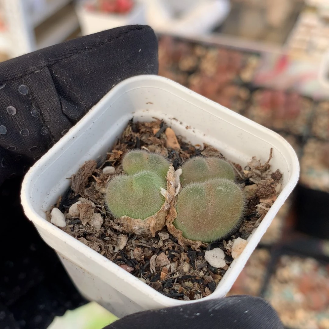 270毛翠滴母本一颗