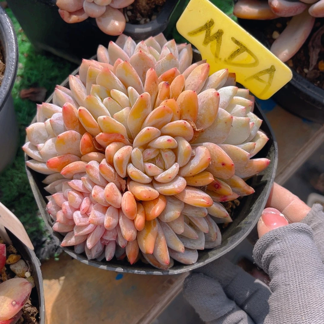 努****?Mrs;()$&&&5678999999