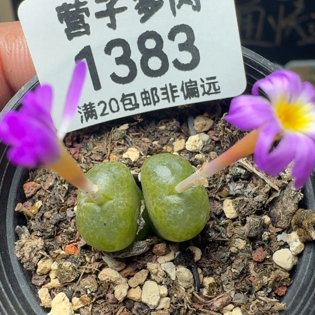 肯尼迪    带盆土