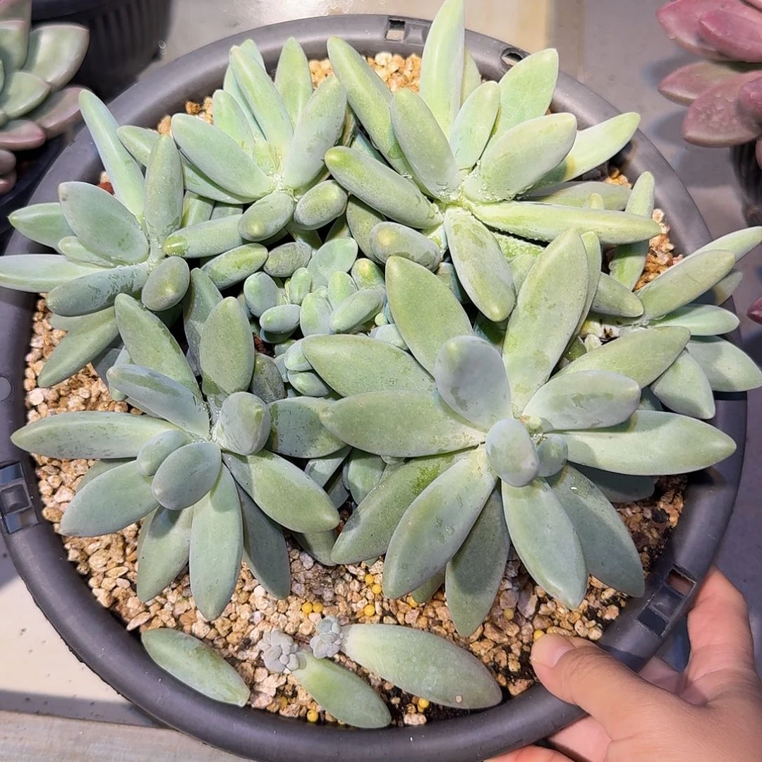 企鹅整无砍群生26公分
