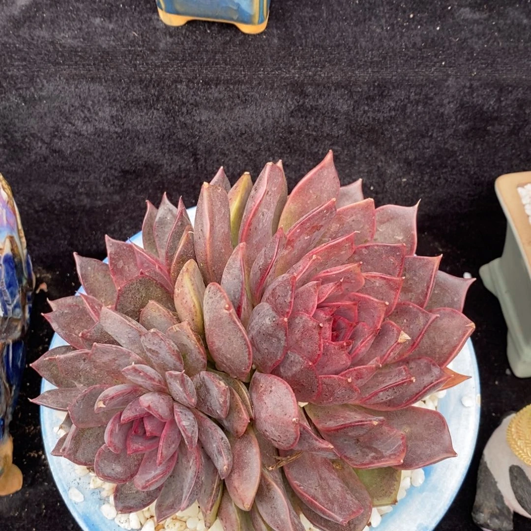 ＆****?若惜血皇后杂多肉植物盆栽