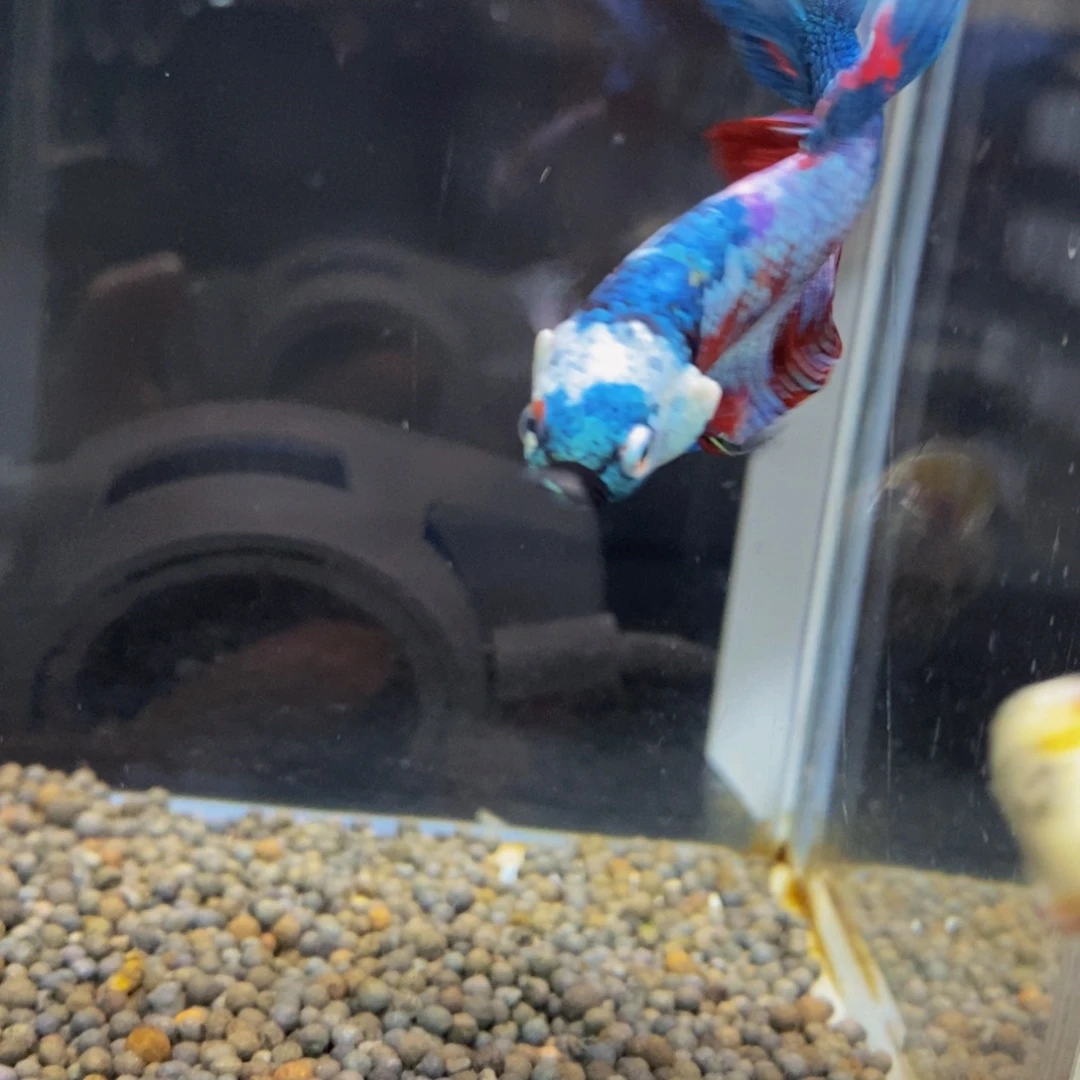 海****斗鱼259巨斗11111