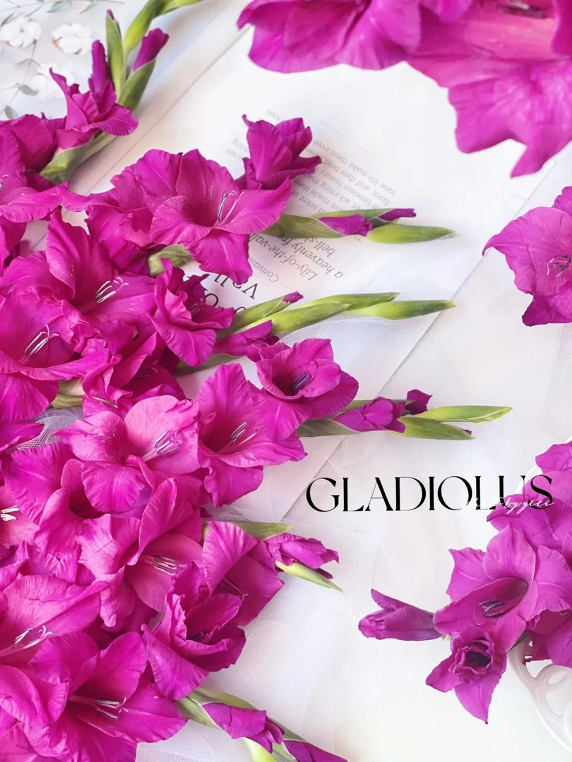 【母亲节鲜花婵之语】 紫霞仙子剑兰鲜切花