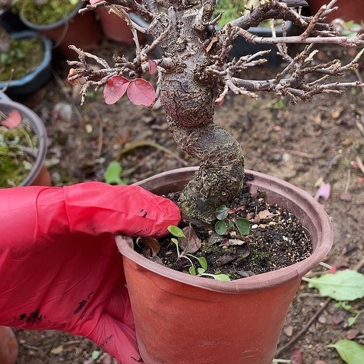浮***东无花朵88菊花菊花菊花家