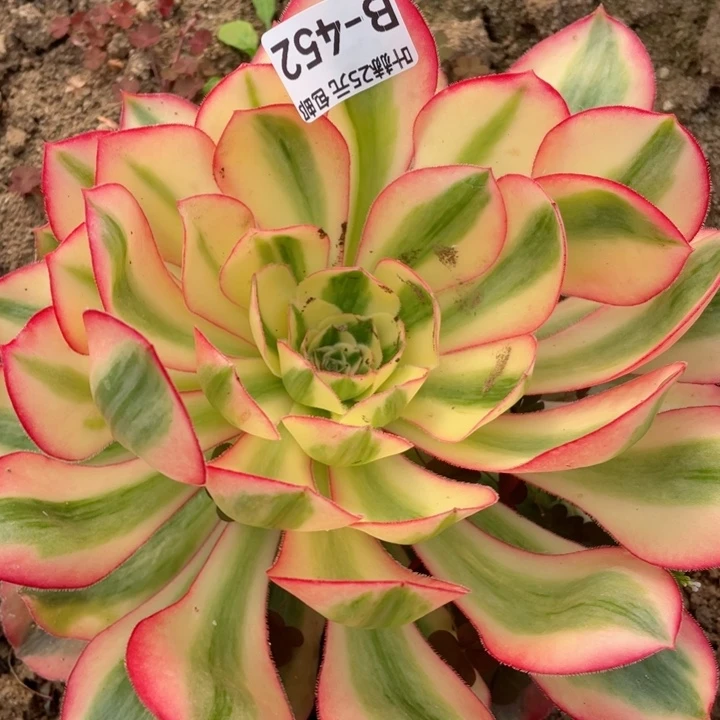 452爱丽思寄养多肉12345678