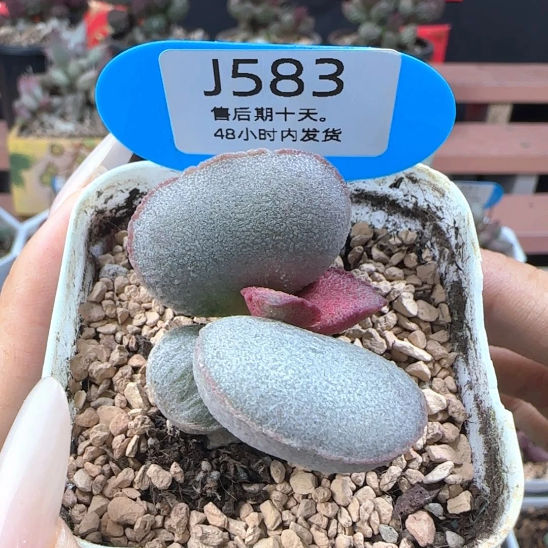 实物实拍。     583。