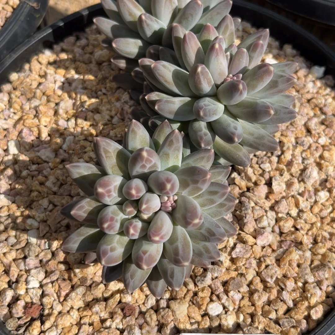 343伊卡鲁斯多肉植物