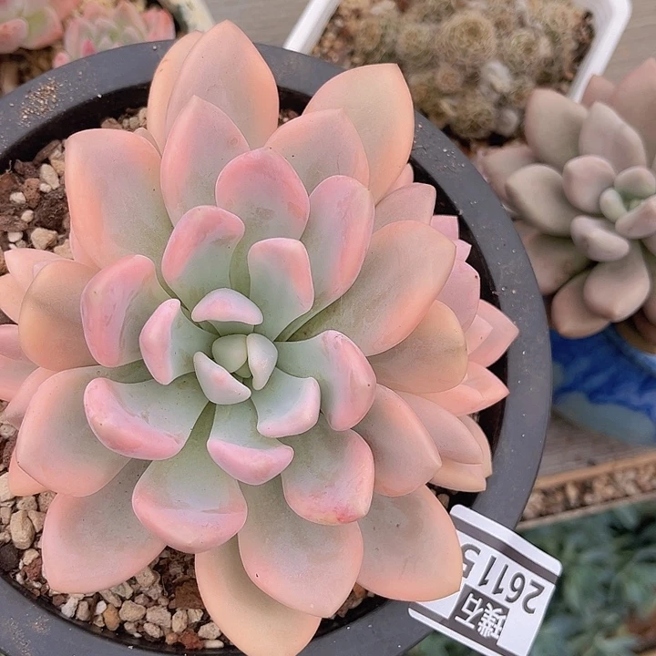 奥普锦26115多肉植物