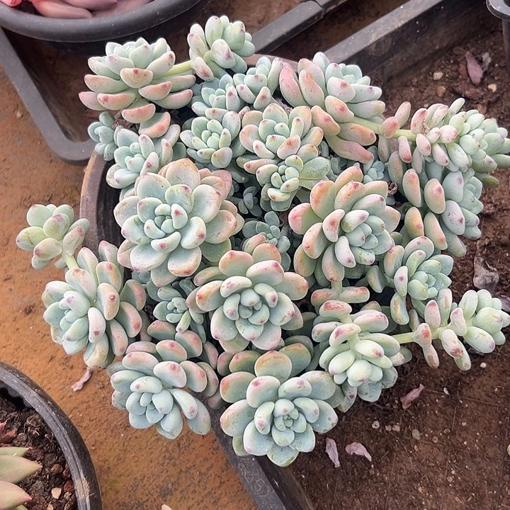 永****多肉植物实物直播实物79