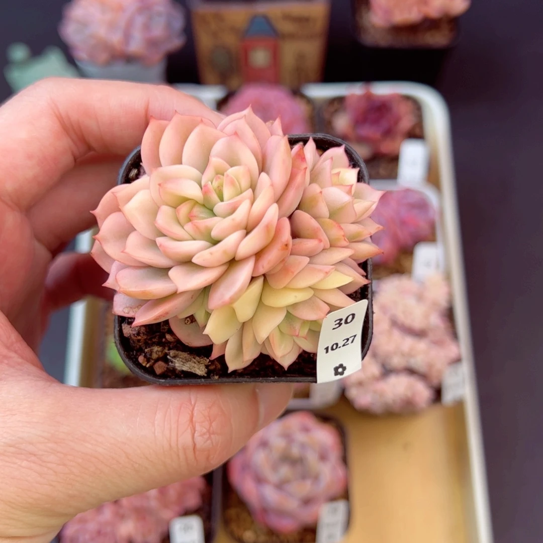 戴伦锦30、哈哈哈哈哈