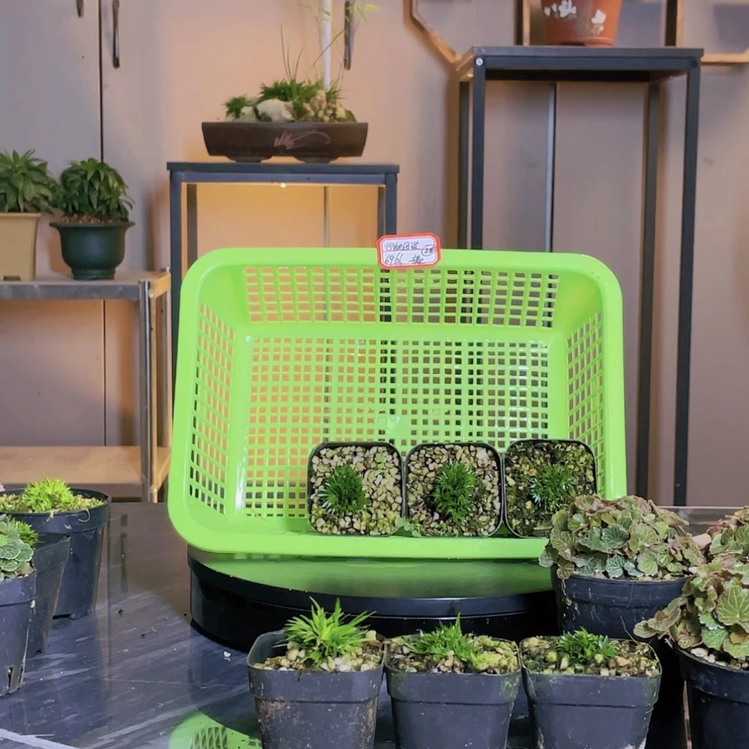 【闪购商品】不开花植物