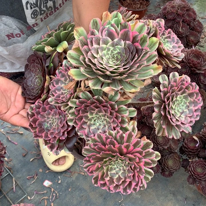 Y****g不包损68号粉墨老桩