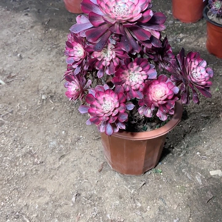 多肉植物法师超白35