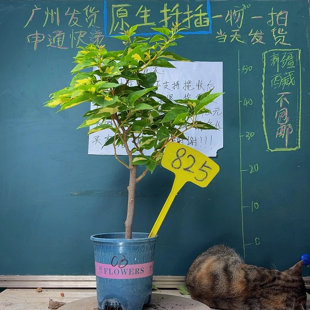 当前无花栽培后可以开花 粗杆 金心橙白  825