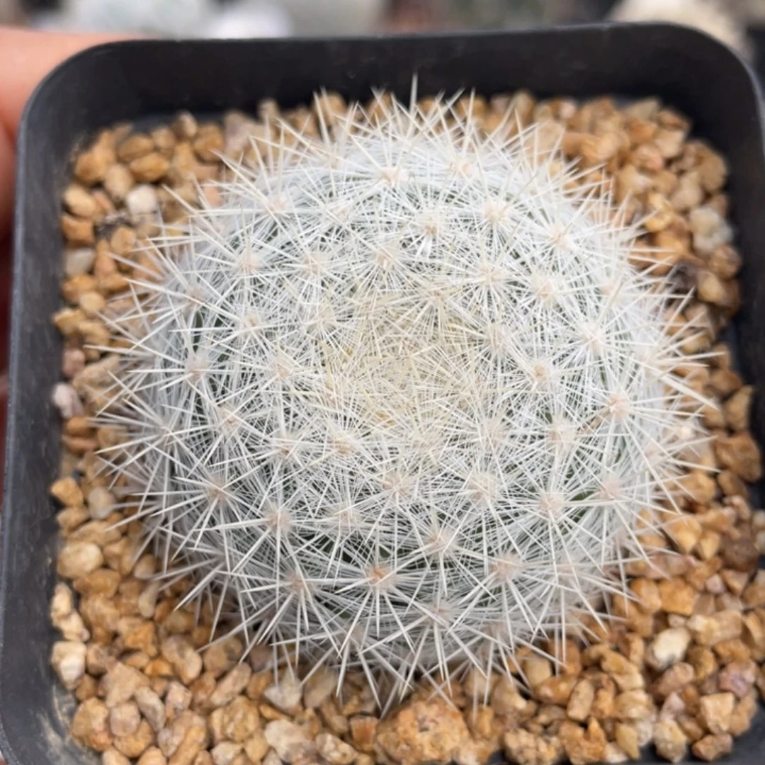 雪白丸           实生根