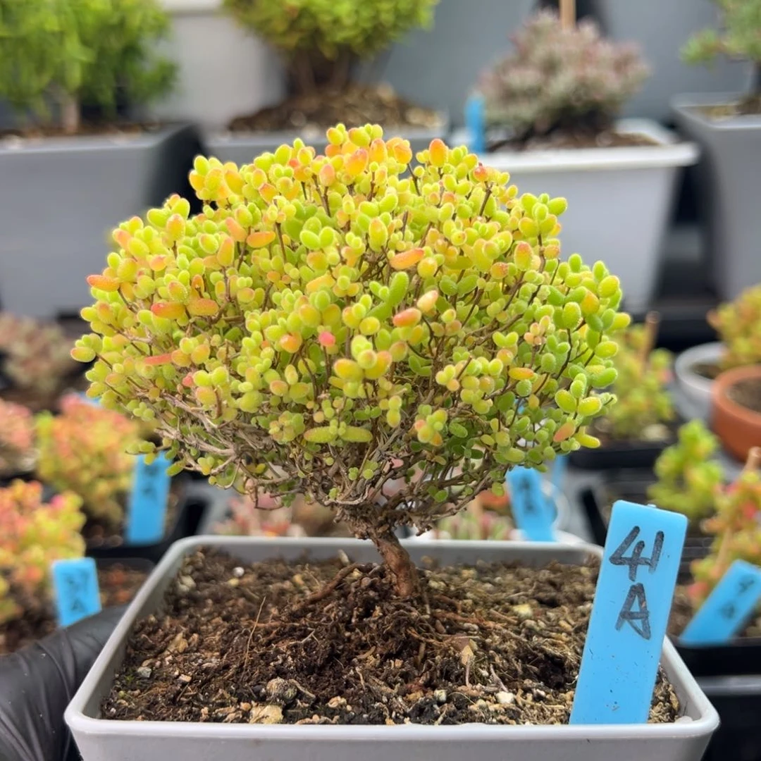 蜜橘糖球蘑菇头41号