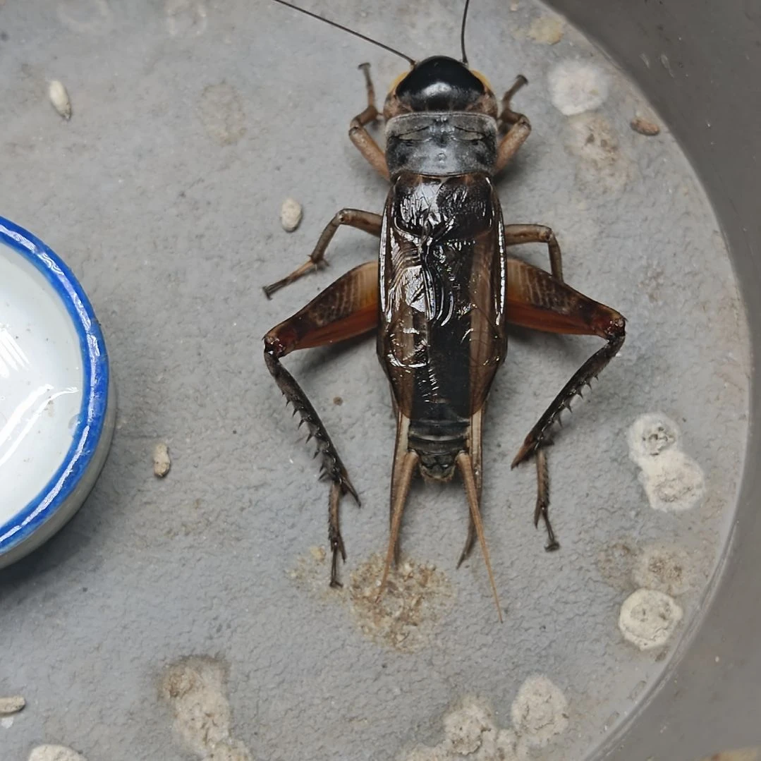 蟋蟀歪门邪调 易繁 30