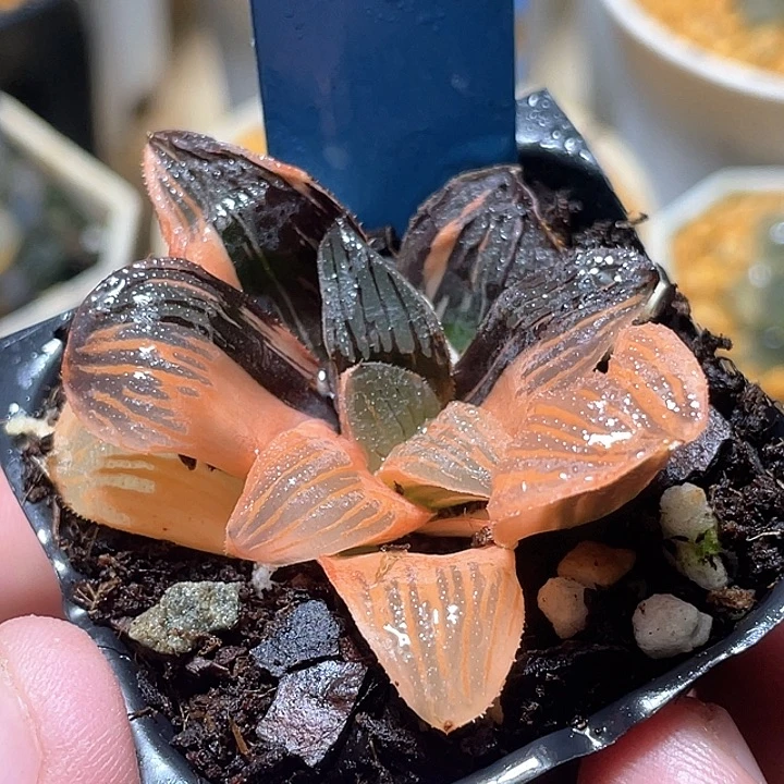 包***包648夜想锦特选福利