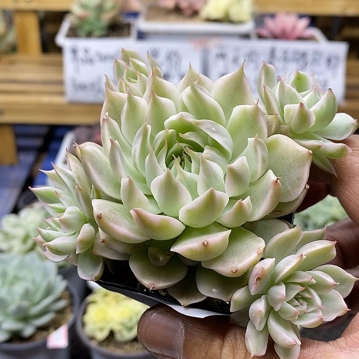 03111 玛格丽特锦自然群