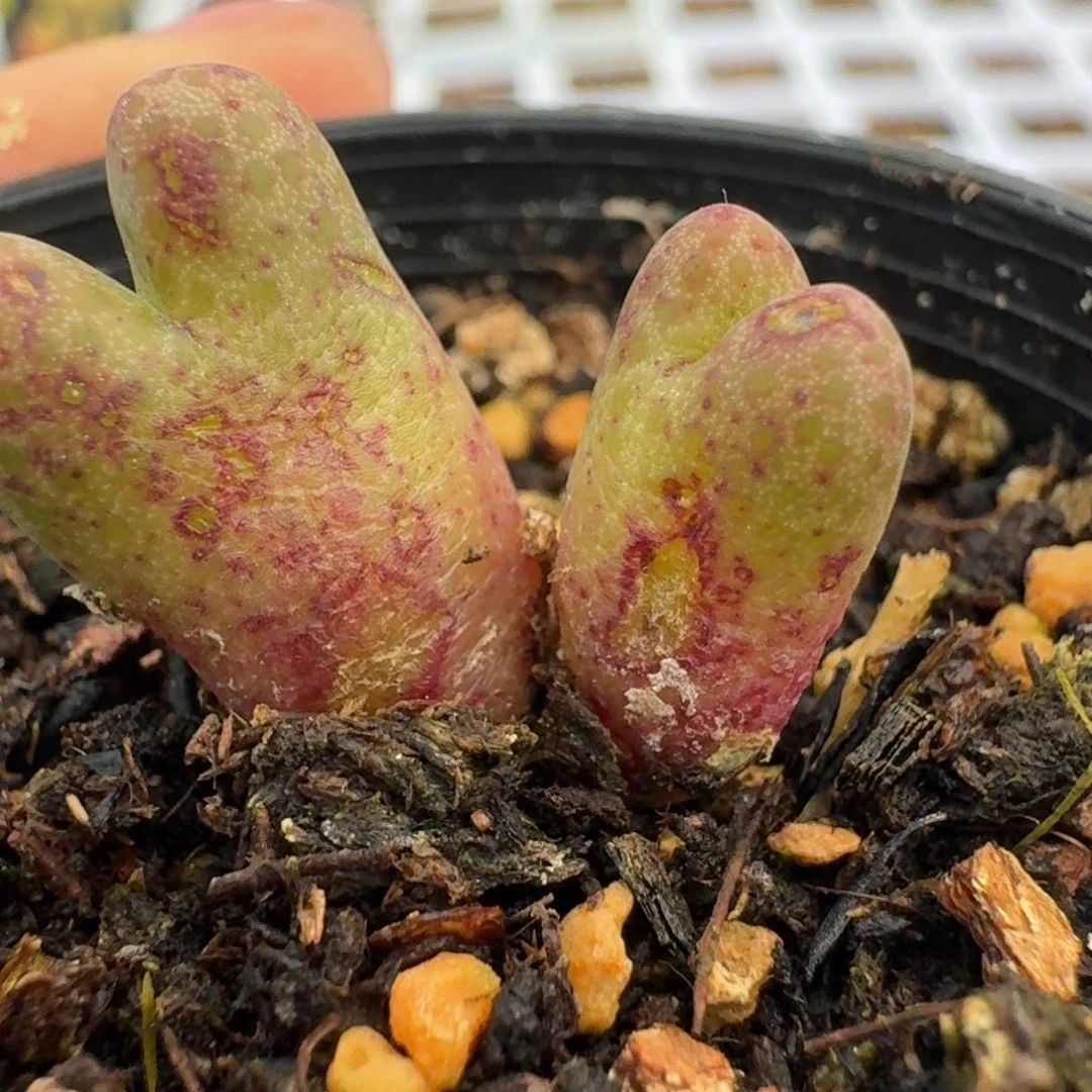 390斑马955d脱土发货