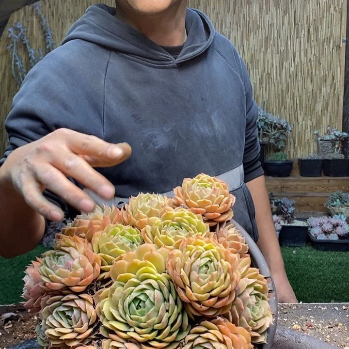 ～***～28号昂斯诺多肉植物