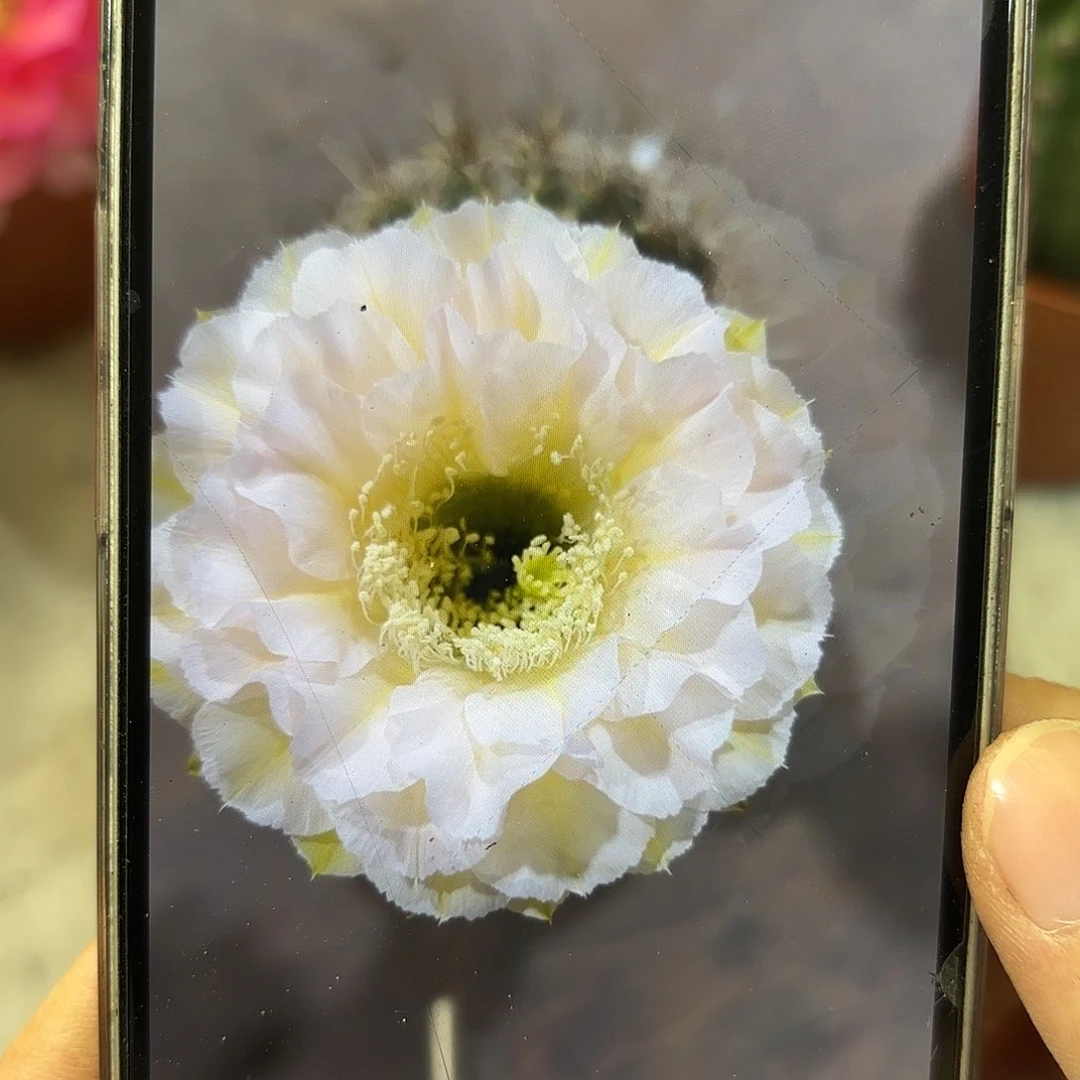 彩草蛋糕6公分左右