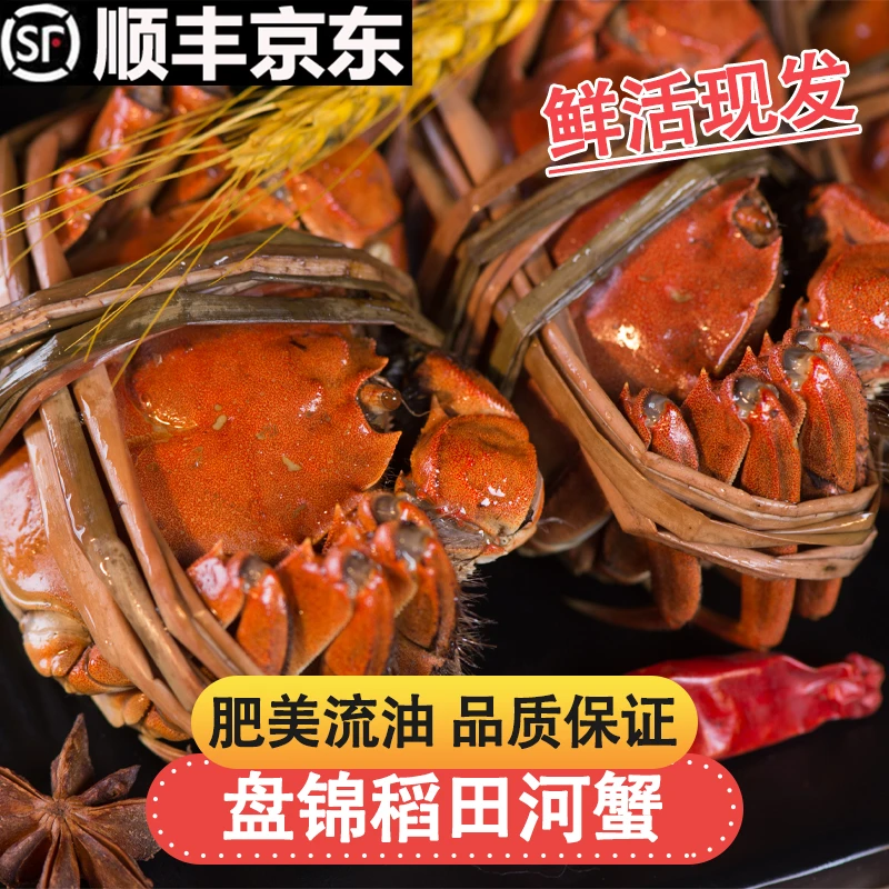 送12只【公母蟹】DS盘锦稻田蟹0.8-1.3两公母蟹共发24只