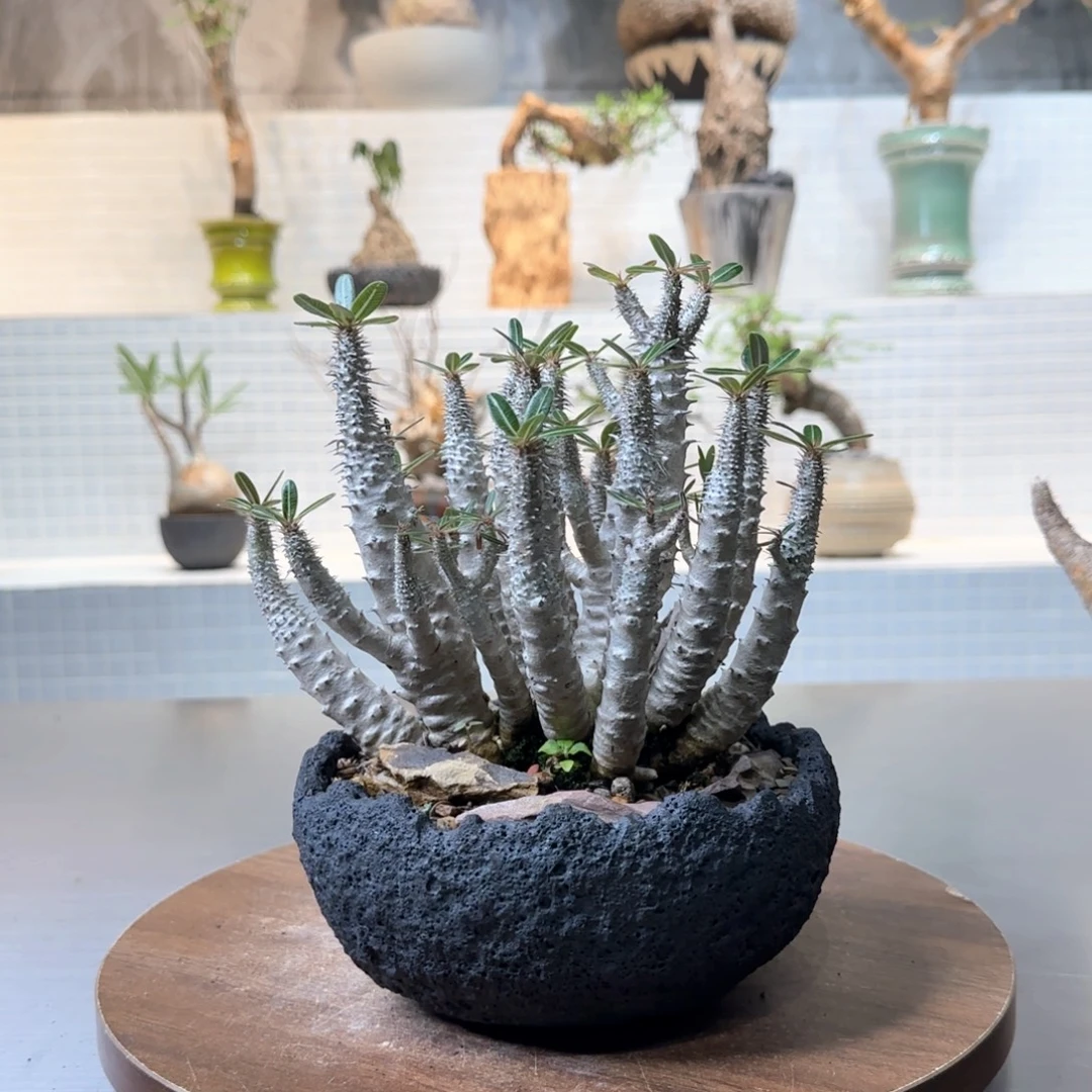 彩***安凯蒂棒槌一物一拍