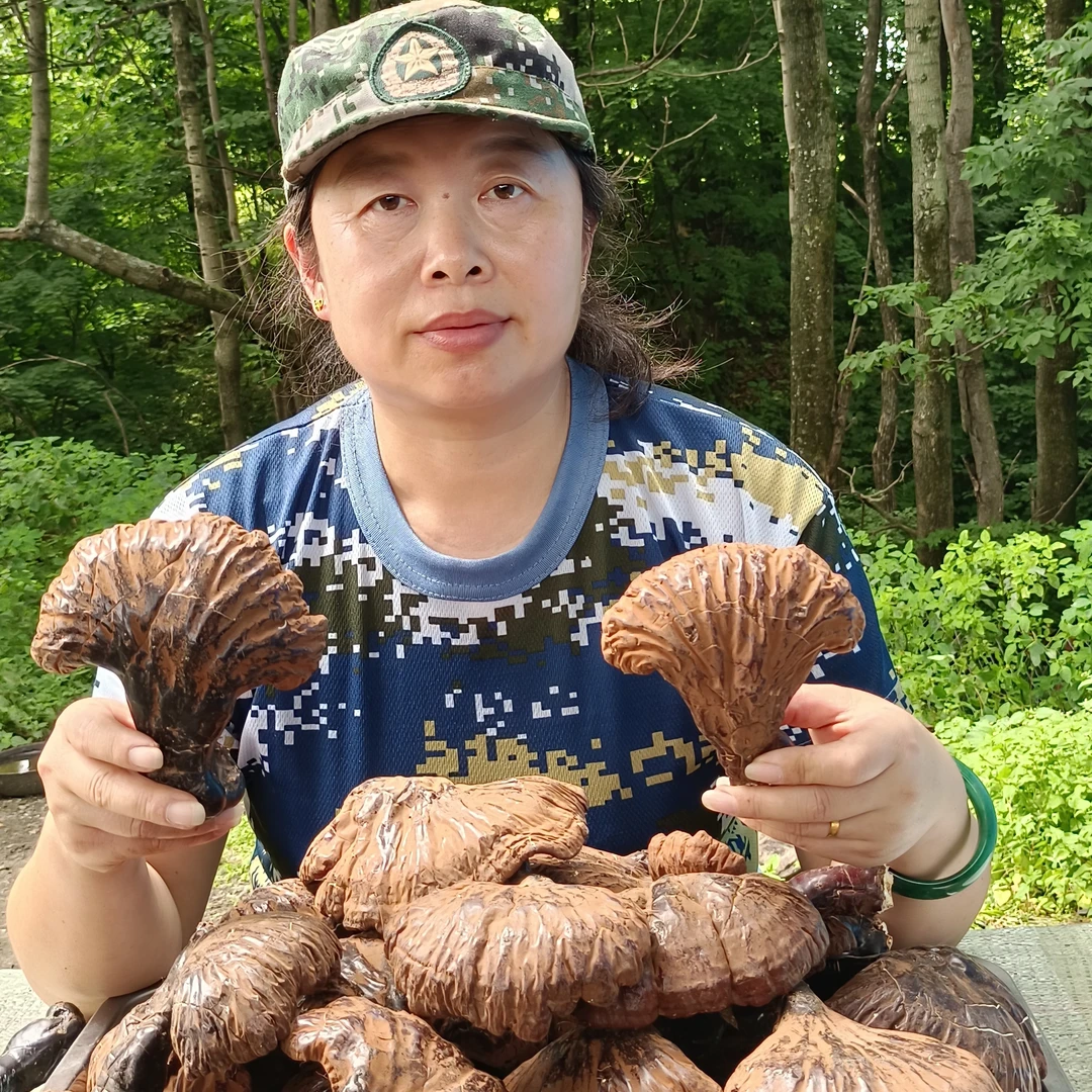 长白山松杉灵芝自然生长深山采摘整枝灵芝