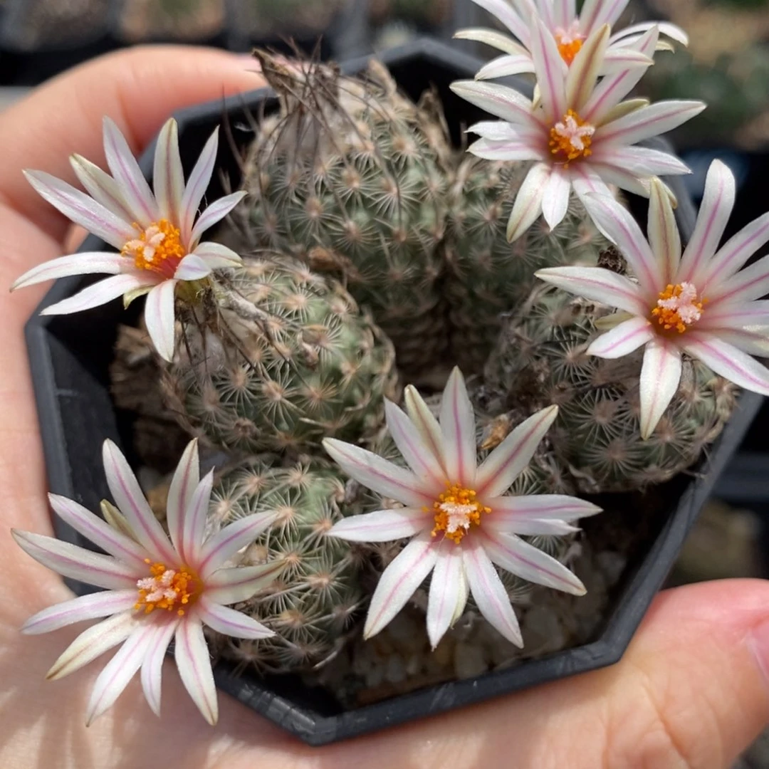 641迪克森群植播园艺