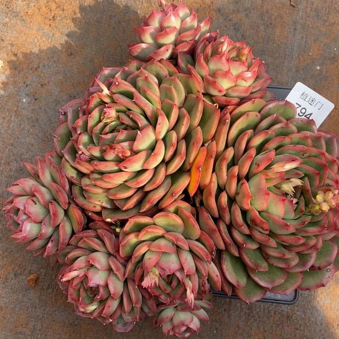 暮*杂交精品多肉794