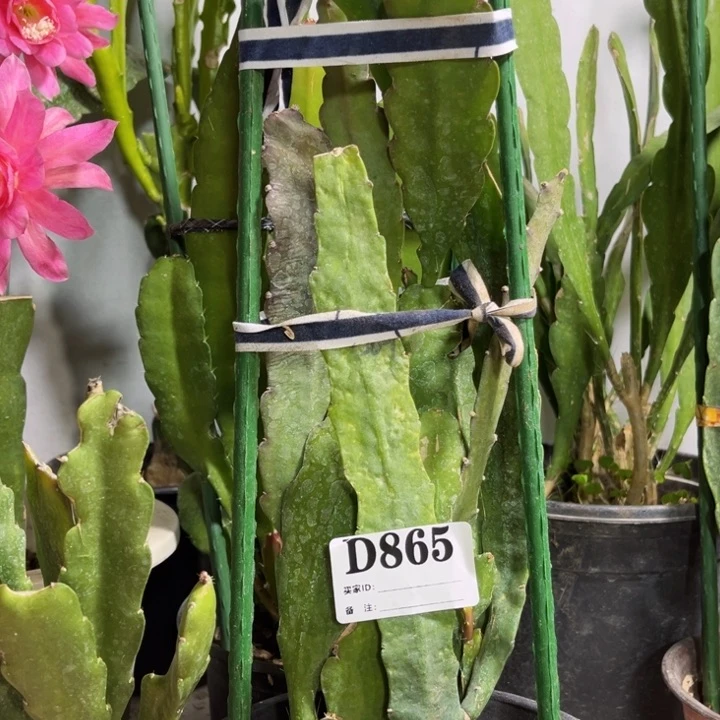 当前无花栽培后可以开花865