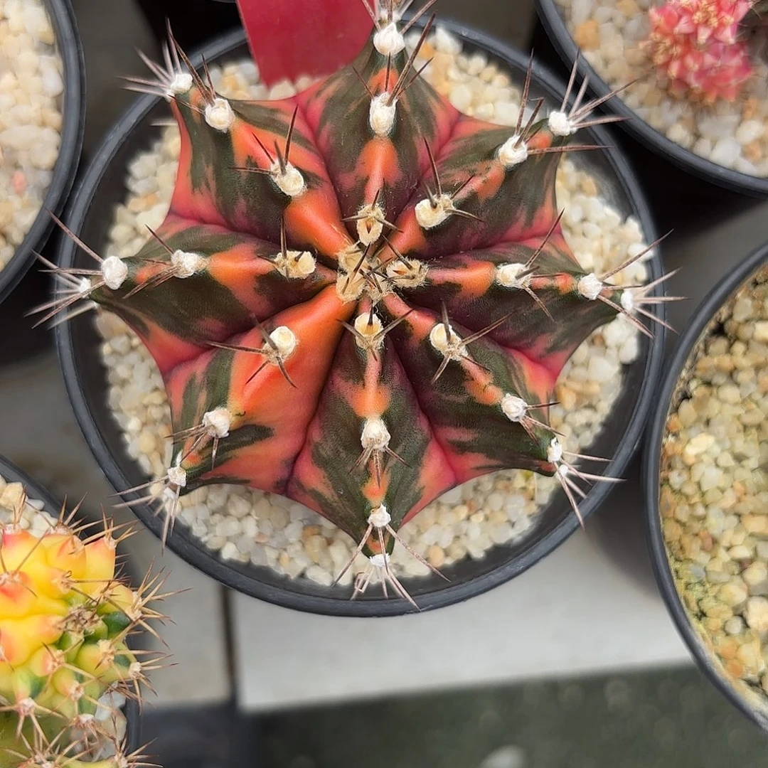 181-1121泰国发货多肉