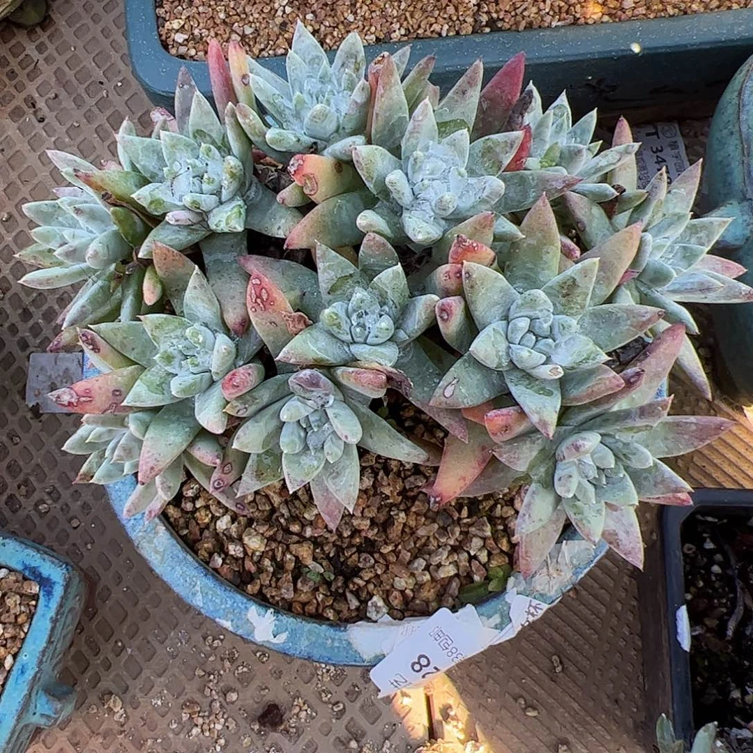 4103白雪仙女杯多肉