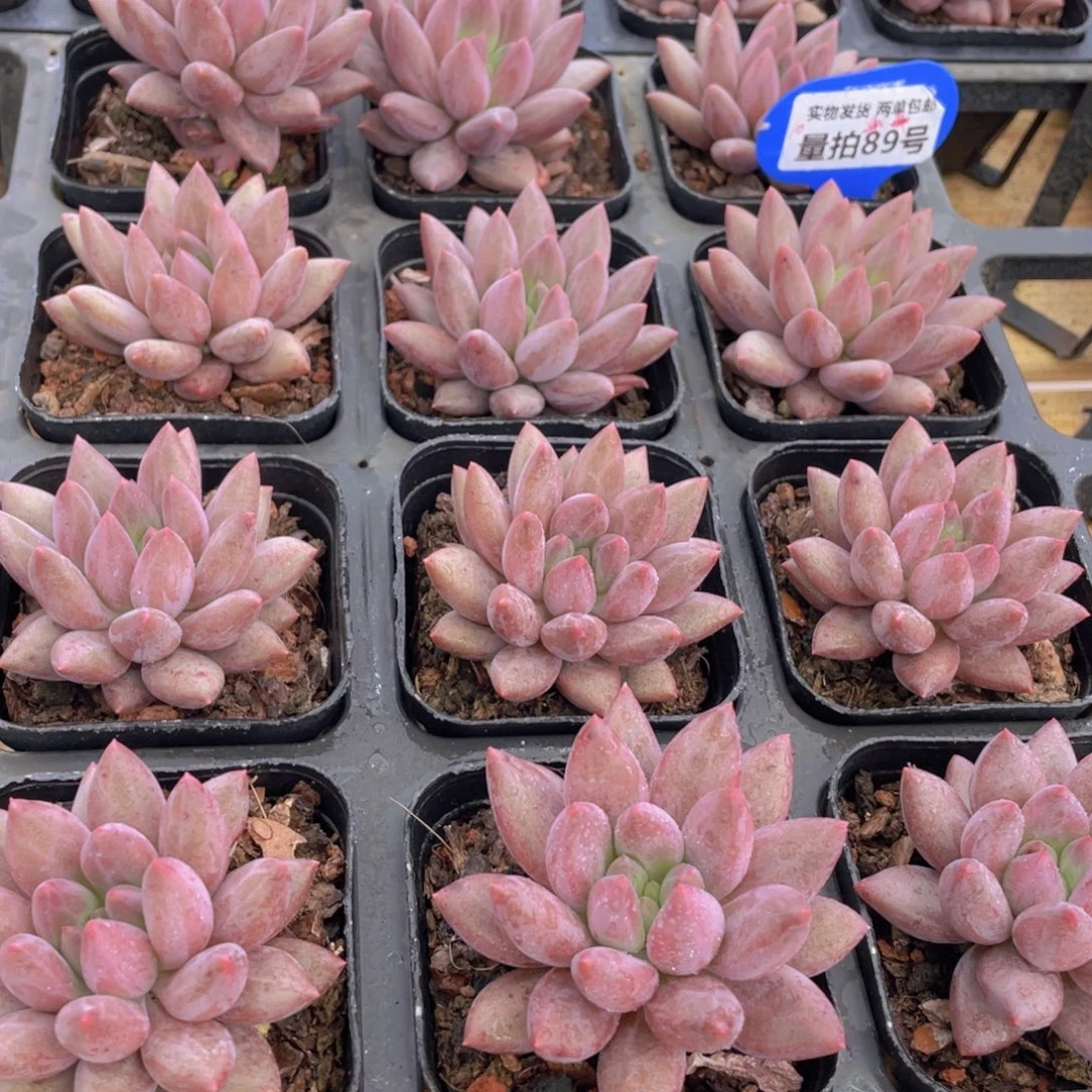 量拍89号 金鱼姬车厘子单头一个